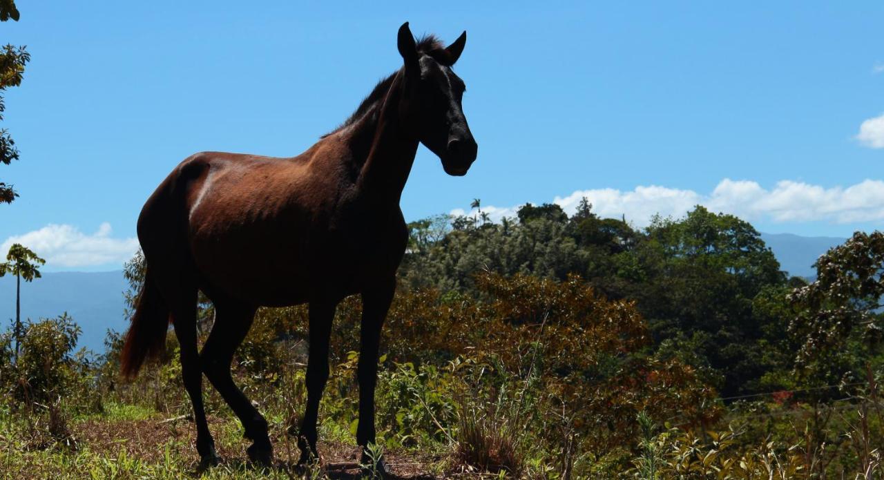 Hacienda Monteclaro Otel Turrialba Dış mekan fotoğraf